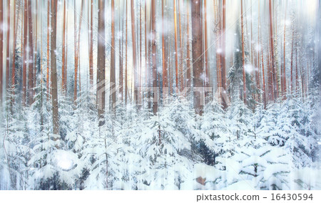 pine forest, winter, snow 16430594