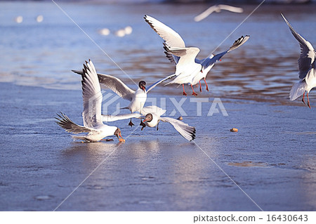 seagull in flight seagull in flight 16430643