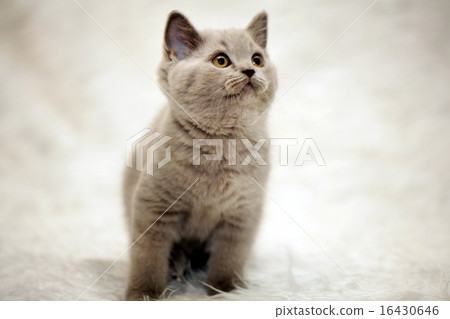 gray kitten white background gray kitten white background 16430646