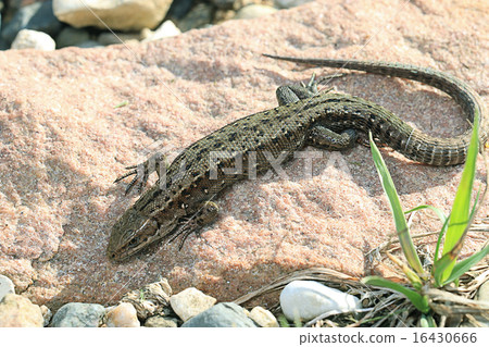 brown lizard on a rock close brown lizard on a rock close 16430666