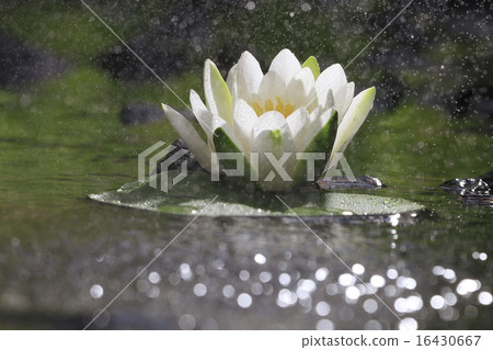 lily white autumn pond lily white autumn pond 16430667