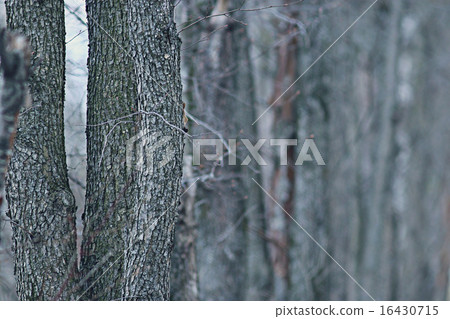 trunks of trees without leaves, background trunks of trees without leaves, background 16430715