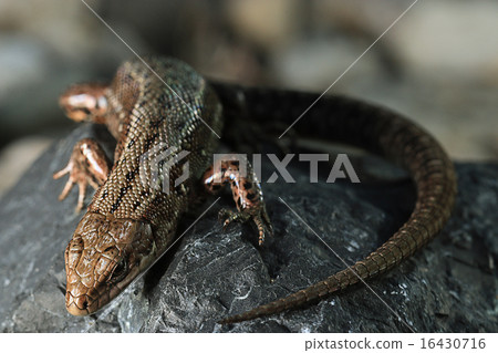 brown lizard on a rock close brown lizard on a rock close 16430716