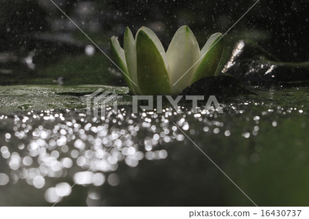 lily flower lily lake cleanliness 16430737