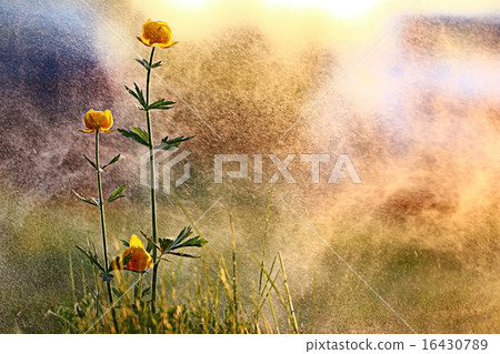 small flowers at sunset small flowers at sunset 16430789