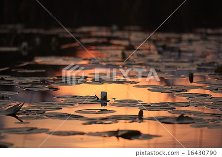 water lilies sunset water lilies sunset 16430790