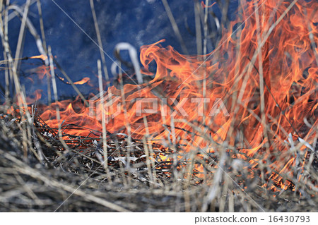 fire burning dry grass fire burning dry grass 16430793