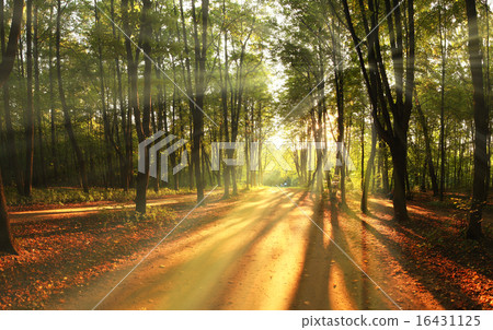 light rays fall landscape trees light rays fall landscape trees 16431125