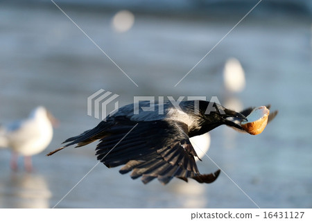 hoodie crow flies wings food hoodie crow flies wings food 16431127