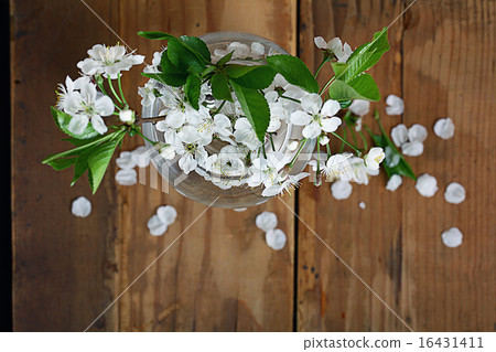 cherry flowers and twigs on a wooden background cherry flowers and twigs on a wooden background 16431411