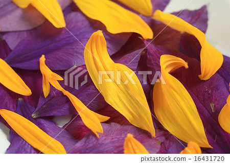 The natural texture of multicolored flower petals, colorful The natural texture of multicolored flower petals, colorful 16431720