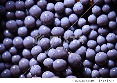 micro-organism fungus mold structure micro-organism fungus mold structure 16431722