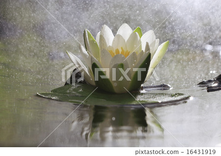 lily flower lily lake cleanliness 16431919