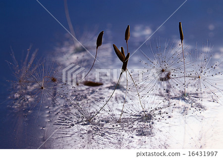 dandelion seeds macro ease dandelion seeds macro ease 16431997