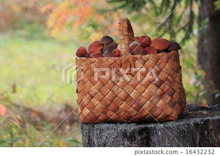 Basket with mushrooms autumn forest sun rays 16432232