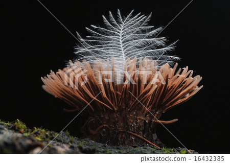 mold small mushrooms macro 16432385