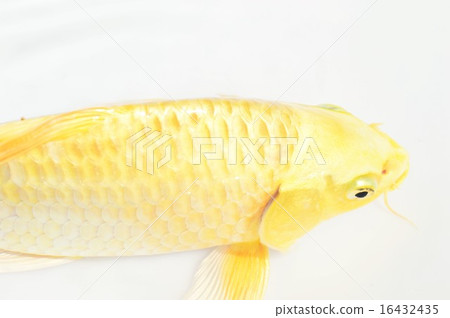 Golden carp white back 16432435