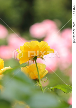 Roses Roses rose yellow Modern rose Ogre family Henry Fonda Roses Roses rose yellow Modern rose Ogre family Henry Fonda 16433669