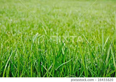 Green grass 16433820