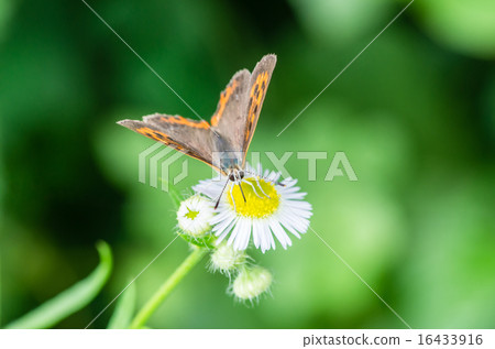 Bennisimi吮吸蜂蜜 16433916