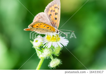 Bennisimi吮吸蜂蜜 16433917