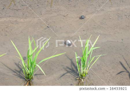 Jumbo tanishi in rice field 16433921