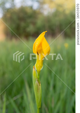 Yellow iris flower. 16433970