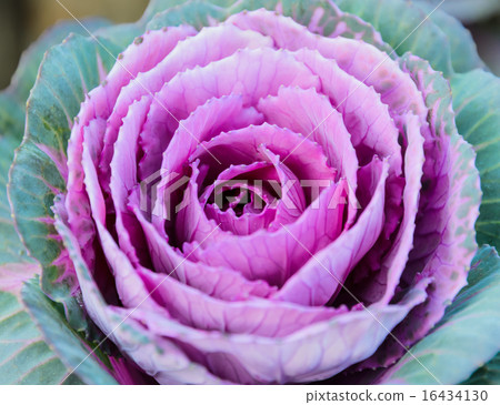 圖庫照片: purple ornamental cabbage