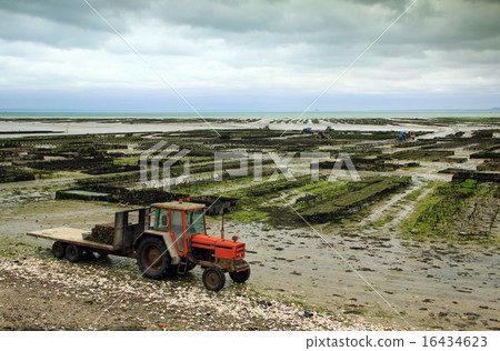 Oyster farming 16434623