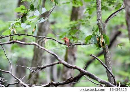 Wild bird Akashoubin 16434815