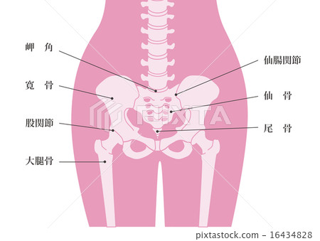 人體骨骼_腰_粉紅色解釋可用 人體骨骼_腰_粉紅色解釋可用 16434828
