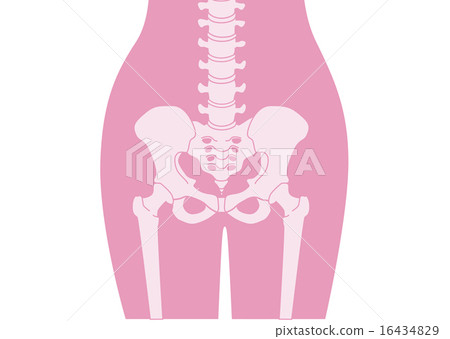 Human skeleton _ waist _ pink explanation none Human skeleton _ waist _ pink explanation none 16434829
