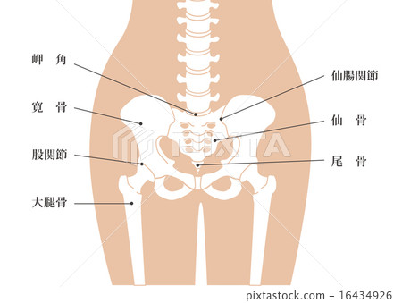 骶骨人體骨骼_腰部皮膚顏色_解釋可用 16434926