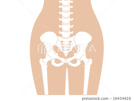 骶骨人體骨骼_腰部皮膚顏色_解釋無 16434928