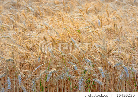 Golden Wheat field Golden Wheat field 16436239
