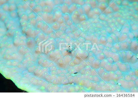 Kaeruuo Kaeruuo 16436584