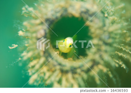 Nakamoto Irowake goby Nakamoto Irowake goby 16436593