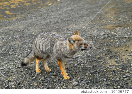 Chile Paine National Park Kurupeogitsune 16436777