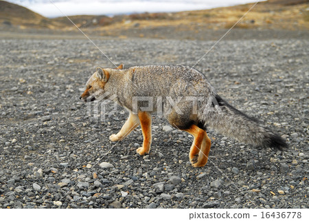 Chile Paine National Park Kurupeogitsune Chile Paine National Park Kurupeogitsune 16436778