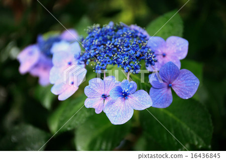 Gaku hydrangea Gaku hydrangea 16436845