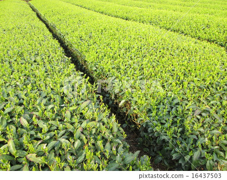 Tea plantation Tea plantation 16437503