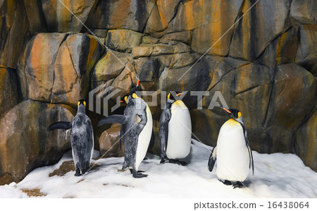 Emperor Penguins in zoo Emperor Penguins in zoo 16438064