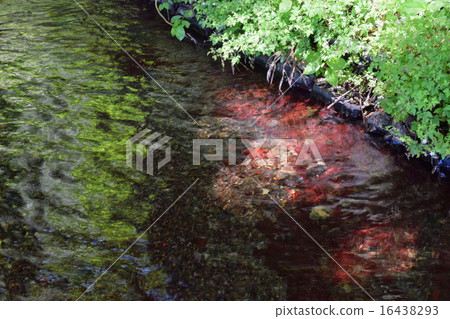 Pond of spring water Pond of spring water 16438293