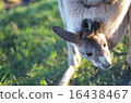 Kangaroo 16438467