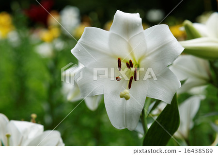 白百合花 白百合花 16438589