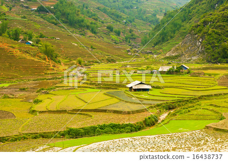 Rice paddies, Sapa, Vietnam 16438737