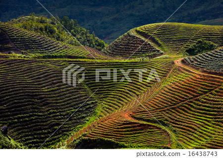 Fields in the mountains, Sapa, Vietnam 16438743