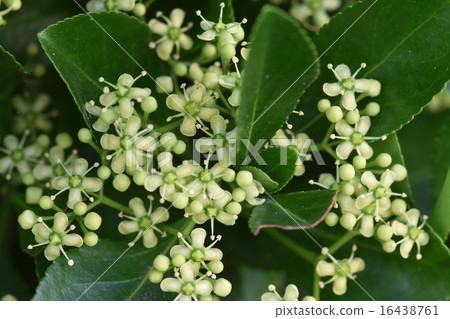 Masaki的花 16438761