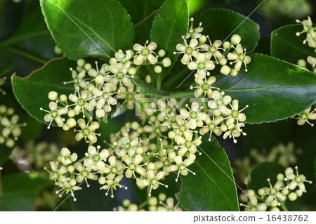 Masaki的花 16438762