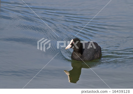 Eurasian coot (Fulica atra) 16439128